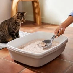 Frisco Natural Unscented Clumping Grass Cat Litter -Cat Toy Shop 132396 PT4. AC SS1800 V1659023512