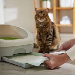 Frisco Cat Litter Pads, Unscented -Cat Toy Shop 149816 PT5. AC SS1800 V1675279991