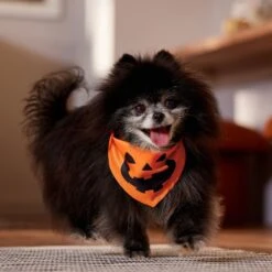 Frisco Jack O' Lantern Pumpkin Dog & Cat Bandana -Cat Toy Shop 158934 PT4. AC SS1800 V1564430535