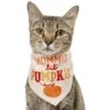 Frisco Mommy's Lil Pumpkin Dog & Cat Bandana
