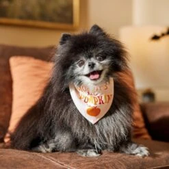 Frisco Mommy's Lil Pumpkin Dog & Cat Bandana -Cat Toy Shop 158936 PT4. AC SS1800 V1633064807