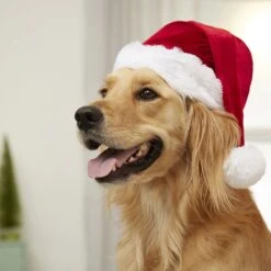 Frisco Holiday Dog & Cat Santa Hat, 1 Count -Cat Toy Shop 160054 PT4. AC SS1800 V1637650626