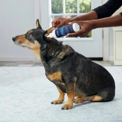 Frisco Advanced Ear Cleaner For Dogs & Cats, 8-oz Bottle -Cat Toy Shop 178703 PT3. AC SS1800 V1581460105