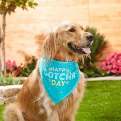 Frisco Happy Gotcha Day Dog & Cat Bandana -Cat Toy Shop 200538 PT3. AC SS1800 V1633086146