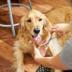 Frisco Curved-Tip Dog & Cat Shears -Cat Toy Shop 206897 PT6. AC SS1800 V1680186158