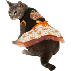 Frisco Pumpkin Patch Cutie Dog & Cat Dress -Cat Toy Shop 215784 PT2. AC SS1800 V1632429076