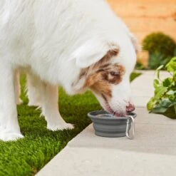 Frisco Silicone Collapsible Travel Bowl With Carabiner -Cat Toy Shop 216036 PT7. AC SS1800 V1605656224