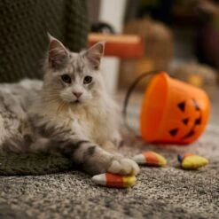 Frisco Halloween Candy Corn Plush Cat Toy With Catnip -Cat Toy Shop 218645 PT3. AC SS1800 V1689878929