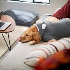 Frisco Bear Hooded Dog & Cat Sweater -Cat Toy Shop 223786 PT7. AC SS1800 V1599566227