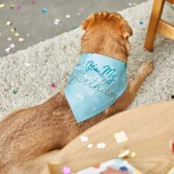 Frisco It's My Birthday Dog & Cat Bandana, Blue -Cat Toy Shop 248697 PT7. AC SS1800 V1613586088