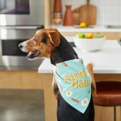 Frisco Brunch Please Dog & Cat Bandana -Cat Toy Shop 249207 PT5. AC SS1800 V1696597732