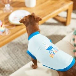 Frisco It's My Birthday & Cat T-Shirt -Cat Toy Shop 249249 PT7. AC SS1800 V1614289318