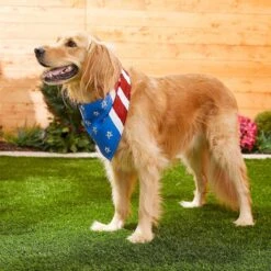 Frisco Stars & Stripes Dog & Cat Bandana -Cat Toy Shop 249329 PT5. AC SS1800 V1632433280