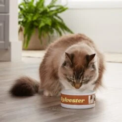 Frisco Playful Kitty Ceramic Personalized Cat Bowl, 1-cup, 8oz -Cat Toy Shop 250841 PT3. AC SS1800 V1610755212