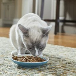 Frisco Kaleidoscope Pattern Non-skid Ceramic Cat Dish -Cat Toy Shop 256092 PT2. AC SS1800 V1616167031