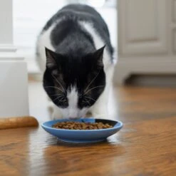 Frisco Cat Face Non-skid Ceramic Cat Dish, Blue -Cat Toy Shop 256101 PT3. AC SS1800 V1617130591