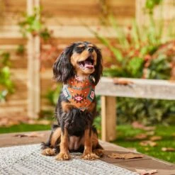 Frisco Southwest Dog & Cat Bandana 13 Frisco Southwest Dog & Cat Bandana -Cat Toy Shop 267904 PT5. AC SS1800 V1637679734