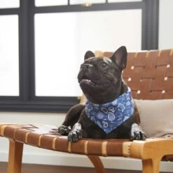 Frisco Fall Vibes Dog & Cat Bandana -Cat Toy Shop 267913 PT5. AC SS1800 V1637722289