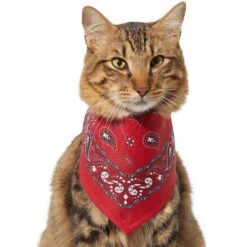 Frisco Red Paisley Dog & Cat Bandana -Cat Toy Shop 267919 PT3. AC SS1800 V1637652719
