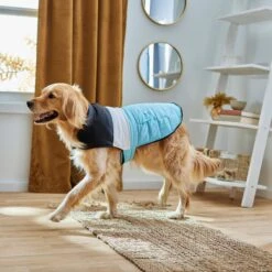 Frisco Mediumweight Colorblock Insulated Dog & Cat Puffer Coat With Pocket, Blue -Cat Toy Shop 268311 PT8. AC SS1800 V1629766581