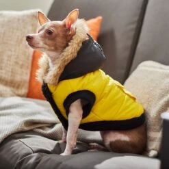 Frisco Heavyweight Anchorage Insulated Dog & Cat Parka, Yellow/Black -Cat Toy Shop 268397 PT8. AC SS1800 V1629761431