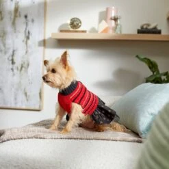 Frisco Chenille Knit Striped Dog & Cat Dress -Cat Toy Shop 268668 PT8. AC SS1800 V1629762896