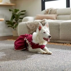 Frisco Plum Dog & Cat Dress -Cat Toy Shop 268677 PT5. AC SS1800 V1637675815