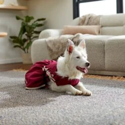 Frisco Plum Dog & Cat Dress -Cat Toy Shop 268677 PT8. AC SS1800 V1629766023