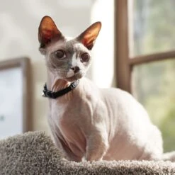 Frisco Nylon Personalized Breakaway Cat Collar With Bell -Cat Toy Shop 270731 PT6. AC SS1800 V1629992558