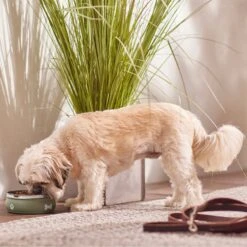 Frisco Travel Non-skid Stainless Steel Dog & Cat Bowl -Cat Toy Shop 277503 PT2. AC SS1800 V1630358201