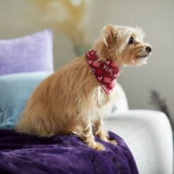 Frisco Love Letters Dog & Cat Bandana 12 Frisco Love Letters Dog & Cat Bandana -Cat Toy Shop 292051 PT7. AC SS1800 V1702598609