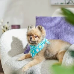 Frisco Spring Easter Egg Dog & Cat Bandana -Cat Toy Shop 300663 PT5. AC SS1800 V1641539822