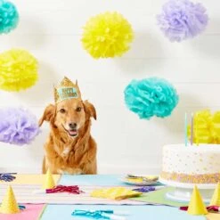 Frisco Happy Birthday Dog & Cat Crown & Frisco It's My Birthday & Cat T-Shirt -Cat Toy Shop 302470 PT3. AC SS1800 V1623073946