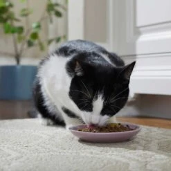 Frisco Paris Non-skid Ceramic Cat Dish & Frisco Paris Non-skid Ceramic Cat Dish -Cat Toy Shop 302490 PT4. AC SS1800 V1623074555