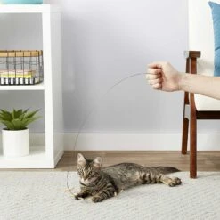 Frisco Cardboard & Wire Teaser Cat Toy & Frisco Fabric Teaser Wand Cat Toy -Cat Toy Shop 302538 PT3. AC SS1800 V1623035861
