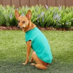 Frisco Basic Dog & Cat T-Shirt & Frisco Dog & Cat Basic Hoodie -Cat Toy Shop 302680 PT6. AC SS1800 V1633086386