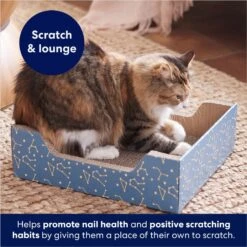 Frisco Step-In Cat Scratcher Toy With Catnip -Cat Toy Shop 308868 PT3. AC SS1800 V1678723851