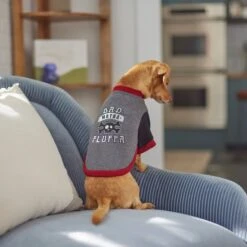 Frisco Bad Motha Fluffa Dog & Cat T-Shirt -Cat Toy Shop 312048 PT8. AC SS1800 V1644446866