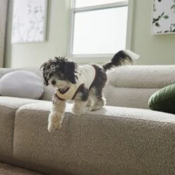 Frisco Problem Child Dog & Cat T-Shirt -Cat Toy Shop 312064 PT5. AC SS1800 V1673303462