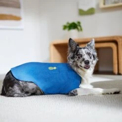 Frisco Chambray Pineapple Dog & Cat Shirt -Cat Toy Shop 312192 PT8. AC SS1800 V1644526681