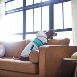 Frisco Striped Dog & Cat Hoodie -Cat Toy Shop 312265 PT8. AC SS1800 V1644884817