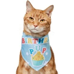 Frisco Birthday Pup Dog & Cat Bandana -Cat Toy Shop 315130 PT2. AC SS1800 V1646437964