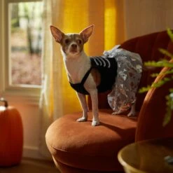 Frisco Silver Metallic Skull Dog & Cat Dress -Cat Toy Shop 335154 PT7. AC SS1800 V1657663214