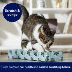 Frisco Single-Wide Cat Scratcher Toy With Catnip, Tropical Paradise, 2 Count -Cat Toy Shop 347217 PT3. AC SS1800 V1659699275