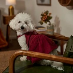 Frisco Sleepy Face Dog & Cat Dress -Cat Toy Shop 353657 PT6. AC SS1800 V1660750164