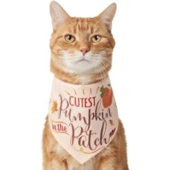 Cat Toy Shop 35 Frisco Cutest Pumpkin In The Patch Dog & Cat Bandana