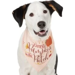 Frisco Cutest Pumpkin In The Patch Dog & Cat Bandana -Cat Toy Shop 353777 PT2. AC SS1800 V1659010334