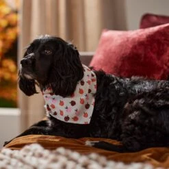 Frisco Apple Dog & Cat Bandana -Cat Toy Shop 353786 PT6. AC SS1800 V1660749688