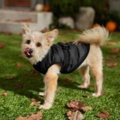 Frisco Lightweight Belted Puffer Dog & Cat Jacket -Cat Toy Shop 353825 PT7. AC SS1800 V1660749777
