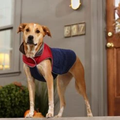 Frisco Mediumweight Cubed Dog & Cat Coat -Cat Toy Shop 353917 PT7. AC SS1800 V1660750073